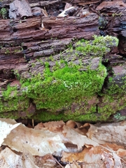 Dicranum flagellare