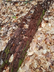Dicranum flagellare