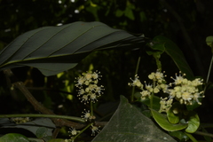 Otonephelium stipulaceum