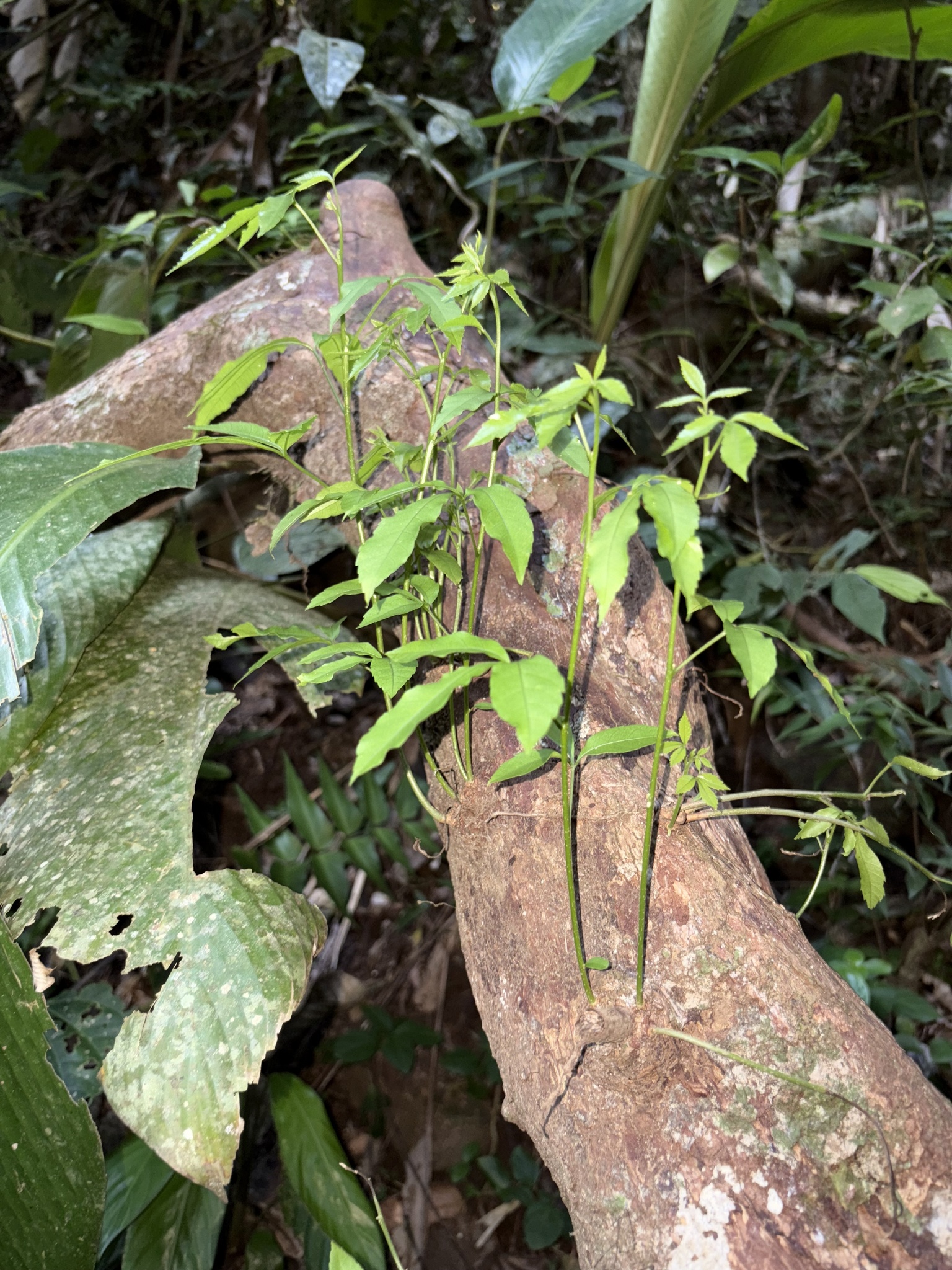 Allophylus edulis