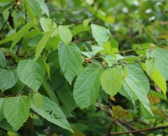 Grewia abutilifolia