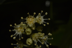 Otonephelium stipulaceum