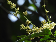 Otonephelium stipulaceum