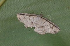 Erebostrota stenelea