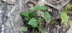 Acalypha indica
