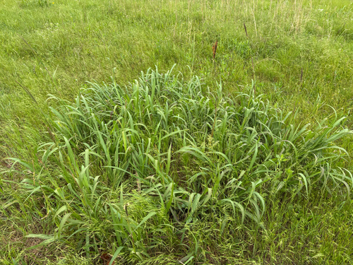 iNaturalist observation photo of eastern gamagrass
