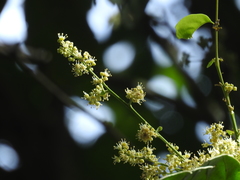 Otonephelium stipulaceum