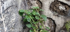 Acalypha indica
