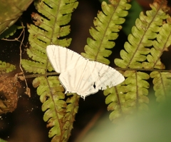 Urapteroides astheniata