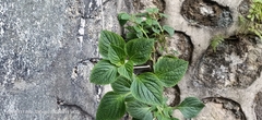 Acalypha indica