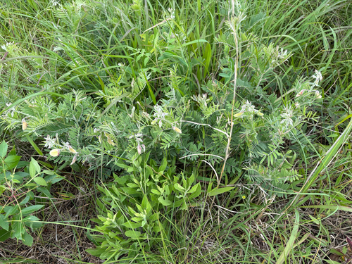 iNaturalist observation photo of goat's rue