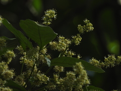 Otonephelium stipulaceum