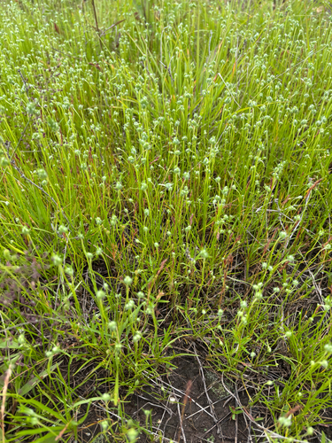 iNaturalist observation photo of bracted plantain