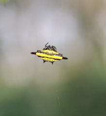 Gasteracantha diadesmia