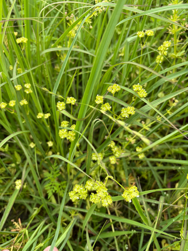iNaturalist observation photo of beaked cornsalad