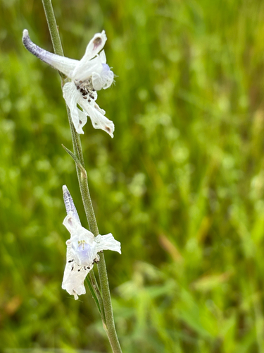 iNaturalist observation photo of Wild Blue Larkspur