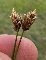Carex stenophylla