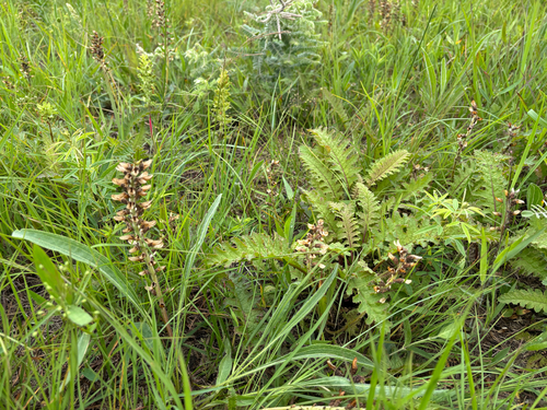 iNaturalist observation photo of Canadian lousewort