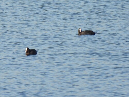Eurasian Coot