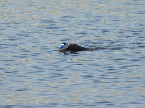 White-headed Duck