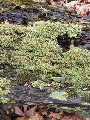 Cladonia ramulosa