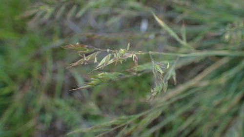 Festuca trachyphylla, photograph 3