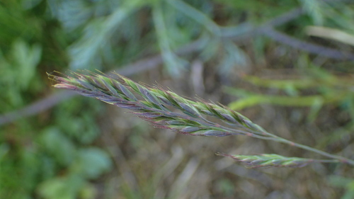 Festuca trachyphylla, photograph 2