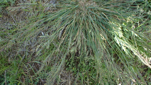 Festuca trachyphylla, photograph 4