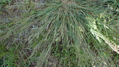 Festuca trachyphylla, photograph (c) Marcin Dyderski, some rights reserved (CC BY)