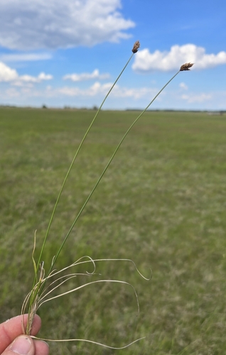 Carex stenophylla, photograph 2