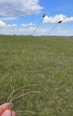 Carex stenophylla, photograph (c) David Sandler, some rights reserved (CC BY)
