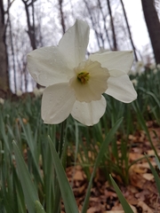 Narcissus poeticus