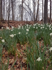 Narcissus poeticus