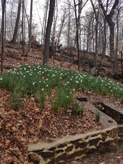 Narcissus poeticus