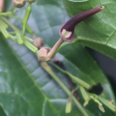 Aristolochia acuminata