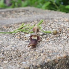 Aristolochia acuminata