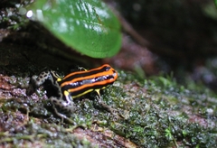 Ranitomeya