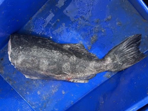 Skilfish (Erilepis zonifer) — Anoplopomatidae — 2