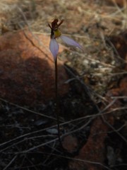 Eriochilus collinus