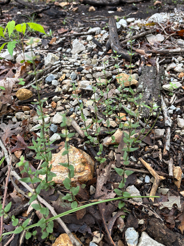 iNaturalist observation photo of small skullcap