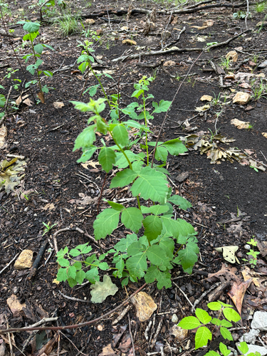 iNaturalist observation photo of fragrant sumac