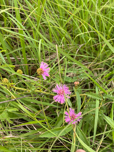 iNaturalist observation photo of Catclaw Briar