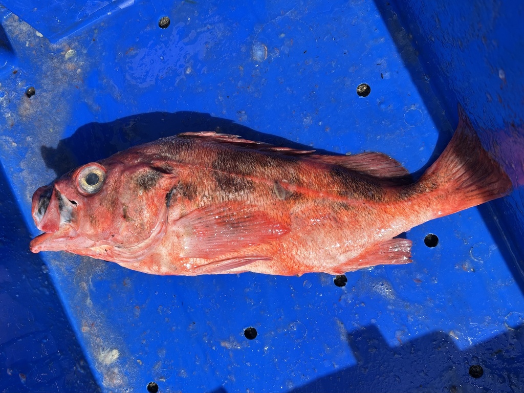 Blackblotched rockfish (Sebastes crameri) — Sebastidae