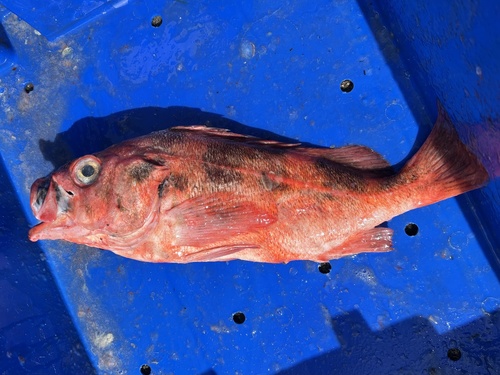 Blackblotched rockfish (Sebastes crameri) — Sebastidae