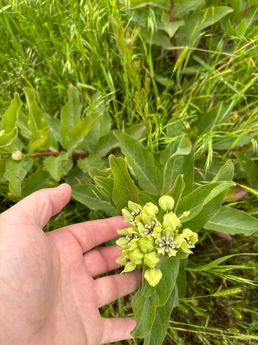 iNaturalist observation photo of green antelopehorns