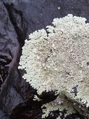 Xanthoparmelia plittii