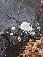 Xanthoparmelia plittii