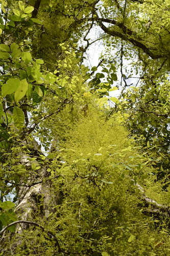 Diploclisia glaucescens (Blume) Diels