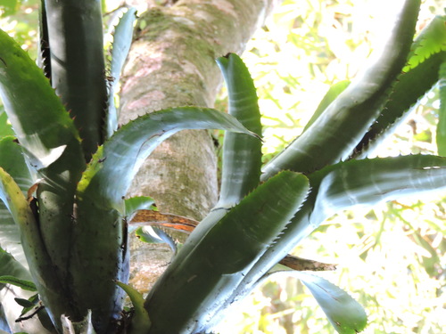 Billbergia alfonsi-joannis, photograph 2
