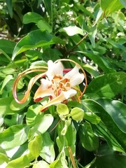 Strophanthus petersianus